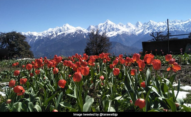 उत्तराखंड में बनाया गया है दुनिया का सबसे बड़ा 'ट्यूलिप गार्डन', सीएम त्रिवेंद्र सिंह रावत ने फोटो की शेयर