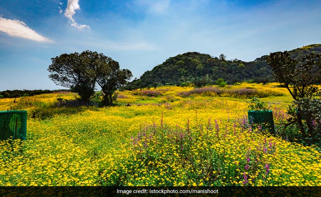 5 Of India's Best Valleys Of Flowers And The Best Time To Visit Them