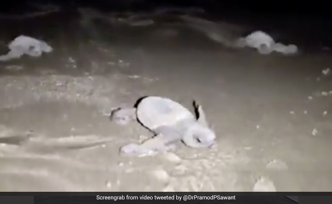 "Wonders Of Nature": Goa Chief Minister Shares Video Of Turtles Emerging From Nest