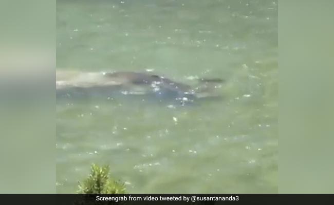 Video देखकर 10 सेकंड में बताएं, कौन-सा जानवर तैर रहा है नदी में? अब तक कोई भी Guess नहीं कर पाया