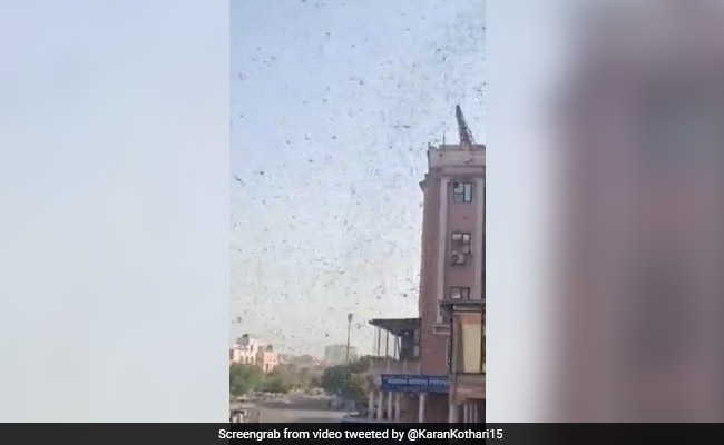 Swarms Of Locusts Enter Jaipur Residential Areas