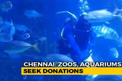 Amid Fund Crunch, Chennai Aquarium Offers Virtual Adoption Of Fish Amid Fund Crunch, Chennai Aquarium Offers Virtual Adoption Of Fish
