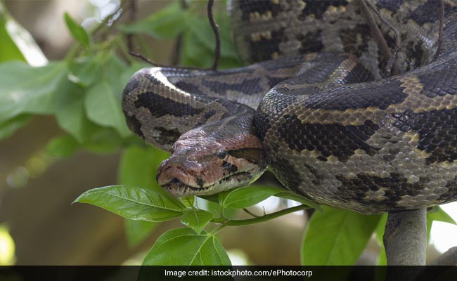 5-Foot-Long Python Rescued From Under Foot-Bridge Near Bus Stop In Delhi