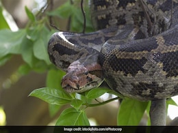 8-Foot Python Rescued From Power Sub-Station In Delhi's Okhla 8-Foot Python Rescued From Power Sub-Station In Delhi's Okhla
