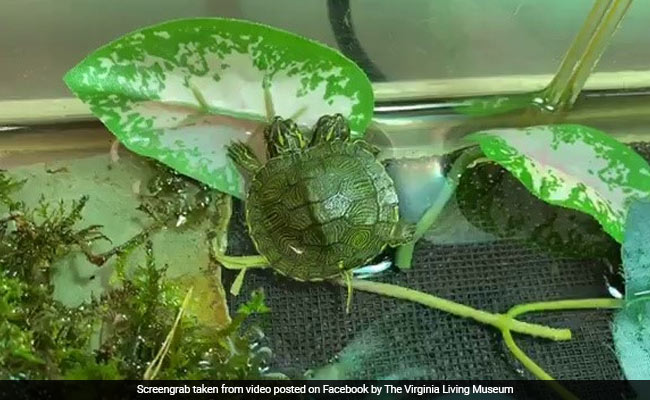 Video: Baby Turtle With Two Heads Discovered In Virginia