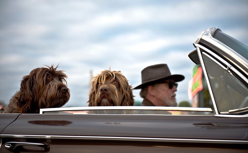 People Travelling With A Dog Drive More Cautiously: Study