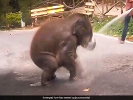 हाथी के बच्चे को लोटपोट हो कर नहाते देखकर आप भी मुस्कुरा उठेंगे, वीडियो हुआ वायरल हाथी के बच्चे को लोटपोट हो कर नहाते देखकर आप भी मुस्कुरा उठेंगे, वीडियो हुआ वायरल