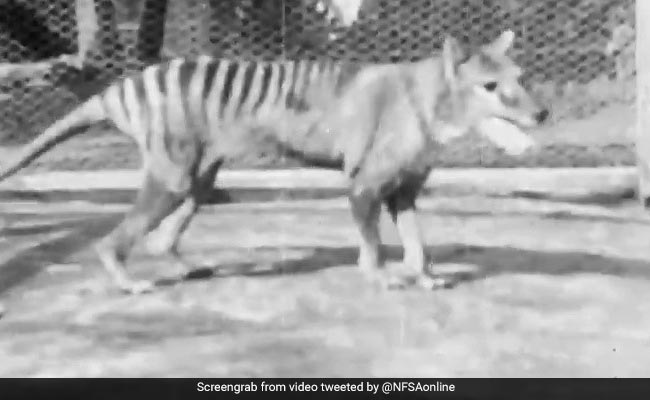Rare Footage Of Last-Known Tasmanian Tiger Unearthed, Released Online