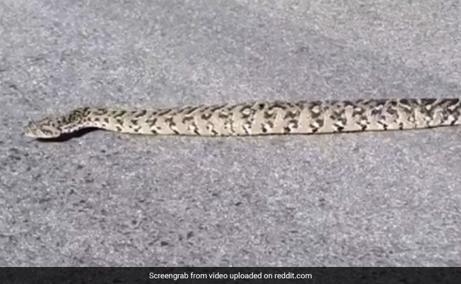 A Snake That Doesn't Slither? Viral Video Baffles Viewers