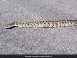 अजीबोगरीब तरह से सड़क पार करता दिखा सांप, Viral Video को देख लोग हैरान अजीबोगरीब तरह से सड़क पार करता दिखा सांप, Viral Video को देख लोग हैरान