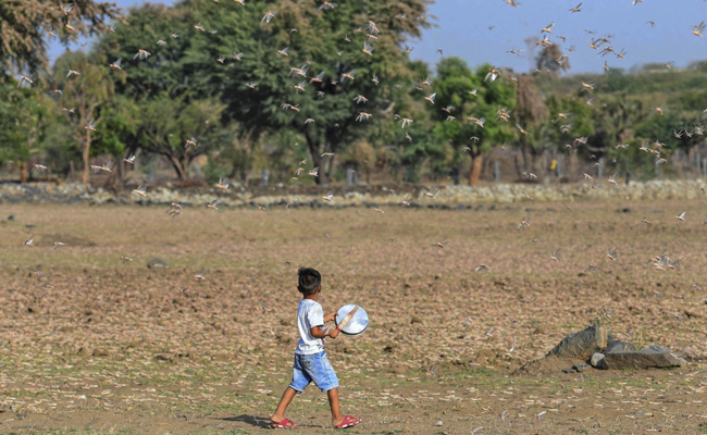 Swarm Of Locusts Attack Trees, Crops In Two Villages Of Uttar Pradesh