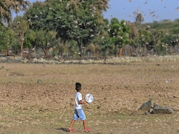 Swarm Of Locusts Attack Trees, Crops In Two Villages Of Uttar Pradesh Swarm Of Locusts Attack Trees, Crops In Two Villages Of Uttar Pradesh