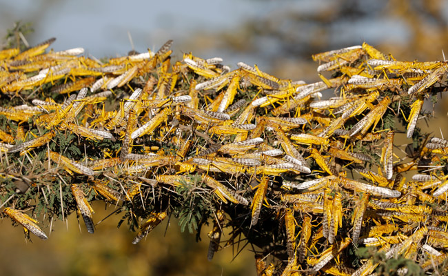 UP's Mathura Prepares For Possible Locust Attack To Protect Crops