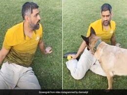 एमएस धोनी ने छिपाई गेंद तो कुत्ते ने पास आकर किया कुछ ऐसा, देखकर हंस पड़े माही... देखें Viral Video एमएस धोनी ने छिपाई गेंद तो कुत्ते ने पास आकर किया कुछ ऐसा, देखकर हंस पड़े माही... देखें Viral Video