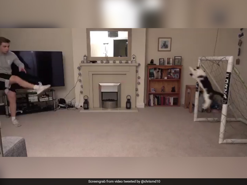 Watch: This Cat's Goalkeeping Is The Best Thing You Will See Today