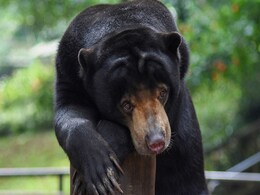 Scientists Press Mammal "Snooze Button" To Understand Hibernation Scientists Press Mammal "Snooze Button" To Understand Hibernation