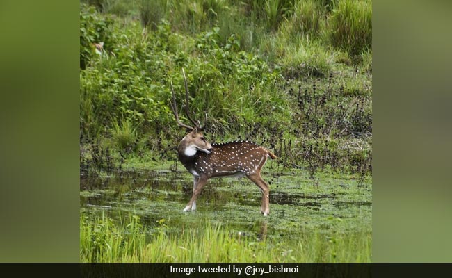 There's A Predator Waiting To Strike In This Pic. Can You Spot It?