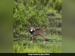 There's A Predator Waiting To Strike In This Pic. Can You Spot It? There's A Predator Waiting To Strike In This Pic. Can You Spot It?