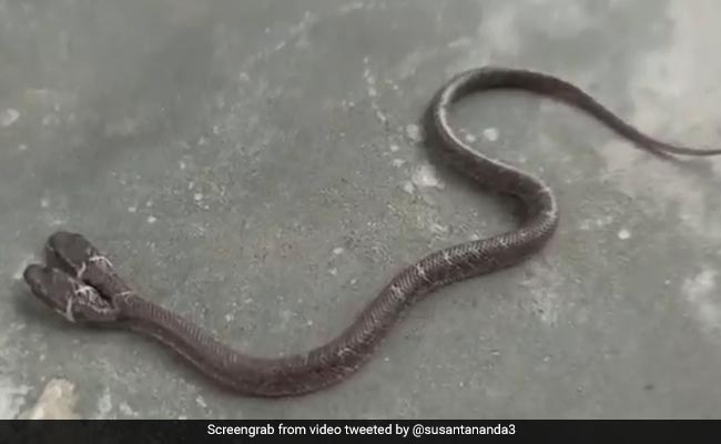 खाने की तलाश में घर में घुसा भूखा दोमुंहा सांप, लोगों ने देखा और फिर... देखें दुर्लभ Video