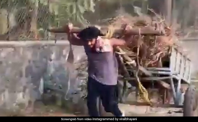 विद्युत जामवाल ने लकड़ियों से लदे तांगे को यूं दौड़ लगाकर खींचा, वायरल हुआ 'कमांडो' का Video