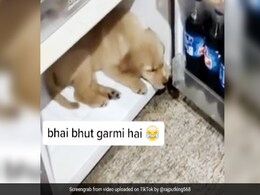 लगी इतनी तेज गर्मी, मालकिन ने खोला फ्रिज तो अंदर जाकर लेट गया कुत्ता और फिर... देखें Video लगी इतनी तेज गर्मी, मालकिन ने खोला फ्रिज तो अंदर जाकर लेट गया कुत्ता और फिर... देखें Video