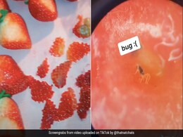 लड़की ने Strawberries में से निकाले इतना सारे कीड़े, नमक के पानी में डाले तो ऐसे निकले बाहर... देखें Video लड़की ने Strawberries में से निकाले इतना सारे कीड़े, नमक के पानी में डाले तो ऐसे निकले बाहर... देखें Video