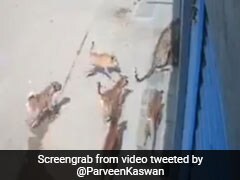सड़क पर आकर तेंदुए ने मचाया आतंक तो कुत्तों ने दबोची पूंछ और फिर... देखें Fight का पूरा Video