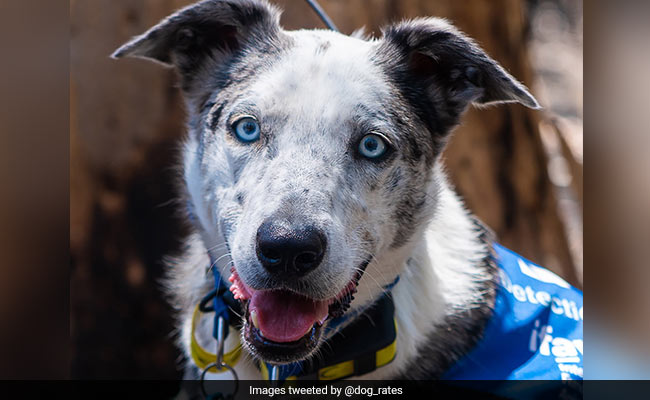"Bear", The Dog Rescues 100 Koalas Injured In Australian Bushfires
