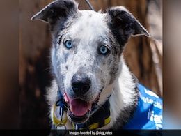 "Bear", The Dog Rescues 100 Koalas Injured In Australian Bushfires "Bear", The Dog Rescues 100 Koalas Injured In Australian Bushfires
