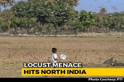 Delhi Warns Of Possible Locust Attack, Overnight Ops In UP Delhi Warns Of Possible Locust Attack, Overnight Ops In UP