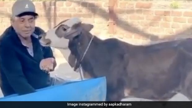 धर्मेंद्र फार्म पर बछड़े से बात करते आए नजर, Video शेयर कर बोले- बहुत खुश हूं...
