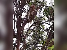 ब्लड सैंपल लेकर जा रहा था अस्पताल स्टाफ तभी बंदर ने मारा झपट्टा, पेड़ पर चढ़कर ग्लव्स और मास्क को मुंह से नोंचा- देखें Video ब्लड सैंपल लेकर जा रहा था अस्पताल स्टाफ तभी बंदर ने मारा झपट्टा, पेड़ पर चढ़कर ग्लव्स और मास्क को मुंह से नोंचा- देखें Video