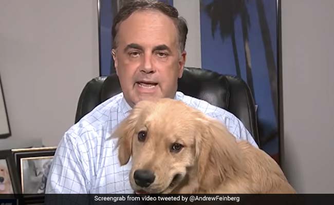 Attention-Loving Dog Interrupts Weather Report In Cutest Video Ever