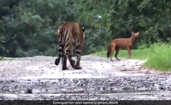 जंगली कुत्ते के पीछे भूखे बाघ ने लगाई दौड़ तो अजीबोगरीब तरह से भौंकने लगा कुत्ता और फिर... देखें Video