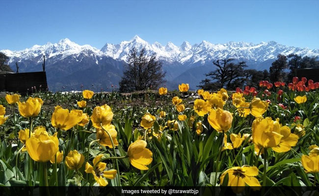 Photos Of Uttarakhand's New Tulip Garden, Among "World's Biggest", Go Viral