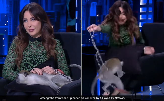 Live टीवी पर होस्ट पर लपका बंदर, किया Attack तो चीख मारकर भाग खड़ी हुई महिला... देखें Video