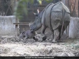 पैदा होती ही खड़े होने की कोशिश करने लगा गैंडे का बच्चा, मां ने देखते ही किया ऐसा... देखें Viral Video पैदा होती ही खड़े होने की कोशिश करने लगा गैंडे का बच्चा, मां ने देखते ही किया ऐसा... देखें Viral Video