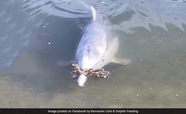 समुद्र के अंदर से कचरा उठाकर किनारे पर ला रही है डॉल्फिन, मुंह में दबाकर लाई बोतल और लकड़ी के टुकड़े