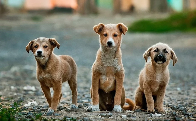 Volunteers Show Human Side To Pets Abandoned By Owners Amid Lockdown