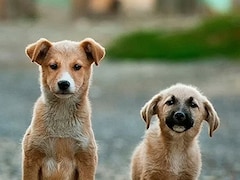 After Top Court's Big Order, PETA's 