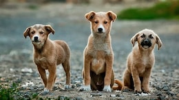Man Caught Raping Multiple Dogs In Delhi, Arrested