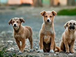 PETA's Sharp Reaction After Supreme Court's 'Remove All Stray Dogs' Order PETA's Sharp Reaction After Supreme Court's 'Remove All Stray Dogs' Order