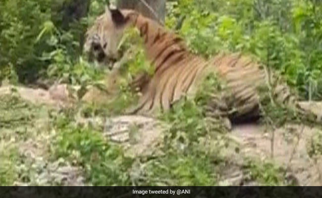 Tiger Spotted At Roadside In Karnataka's Kodagu