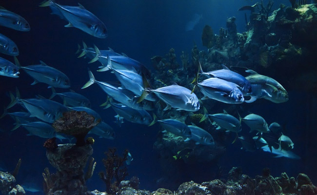 Amid Fund Crunch, Chennai Aquarium Offers Virtual Adoption Of Fish