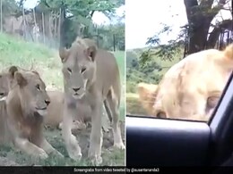 जंगल में शेरों को देख लड़की ने रोकी कार, धीरे से शेरनी ने खोला दरवाजा और फिर... देखें पूरा Video जंगल में शेरों को देख लड़की ने रोकी कार, धीरे से शेरनी ने खोला दरवाजा और फिर... देखें पूरा Video