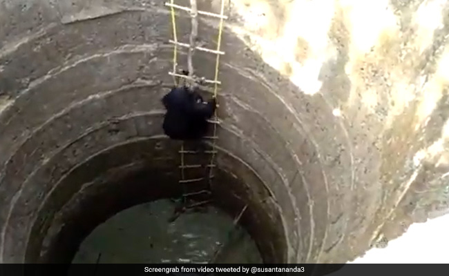 A Bear Climbs Out Of A Well In Maharashtra. Rescue Video Wins Hearts