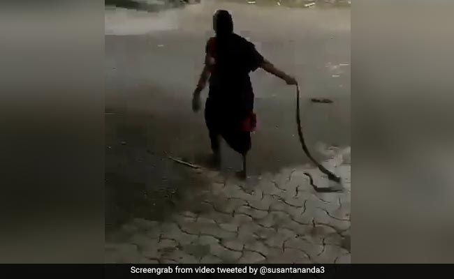 Fearless Grandma Drags Cobra, Tosses It Away In Jaw-Dropping Video Fearless Grandma Drags Cobra, Tosses It Away In Jaw-Dropping Video