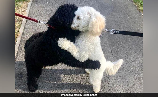 Two Long-Lost Dog Siblings Hug In Pics That Have The Internet Saying "Aww"