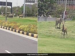 Lockdown Effect: दिल्ली के IGI एयरपोर्ट के पास घूमता दिखा नीलगाय का झुंड, देखें Viral Photos Lockdown Effect: दिल्ली के IGI एयरपोर्ट के पास घूमता दिखा नीलगाय का झुंड, देखें Viral Photos