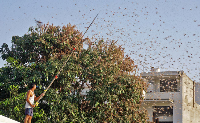 कोरोना महामारी ने बढ़ाई देश में टिड्डी दल के 'हमले' की भीषणता, 10 खास बातें.. कोरोना महामारी ने बढ़ाई देश में टिड्डी दल के 'हमले' की भीषणता, 10 खास बातें..